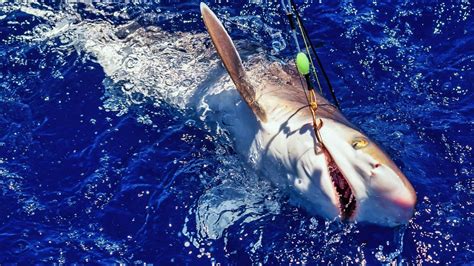 shark fishing florida|19 Best Places to go Shark Fishing in Florida.